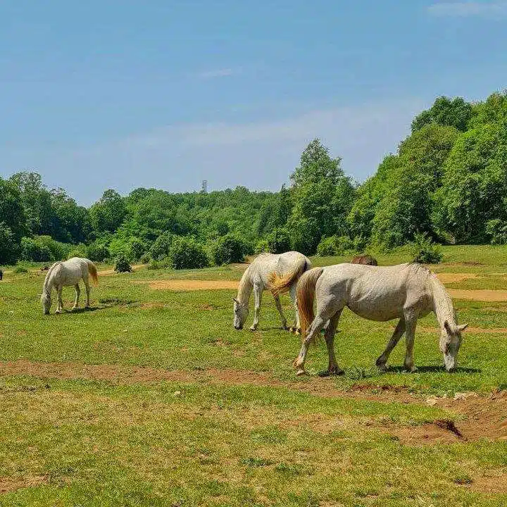 Pferde im Dajti Nationalpark in Tirana, Albanien - Ein natürlicher Schatz und eine beliebte Attraktion